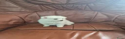 Pomerania perros en venta: Impresionante machito de pomerania  - Anuncio 1