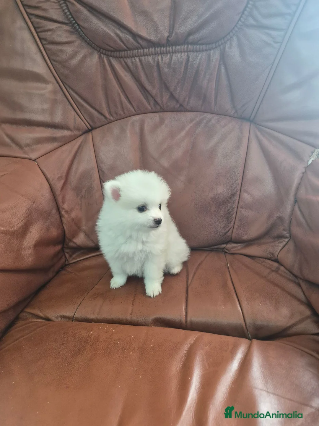 Pomerania perros en venta: Impresionante machito de pomerania  - Anuncio 1