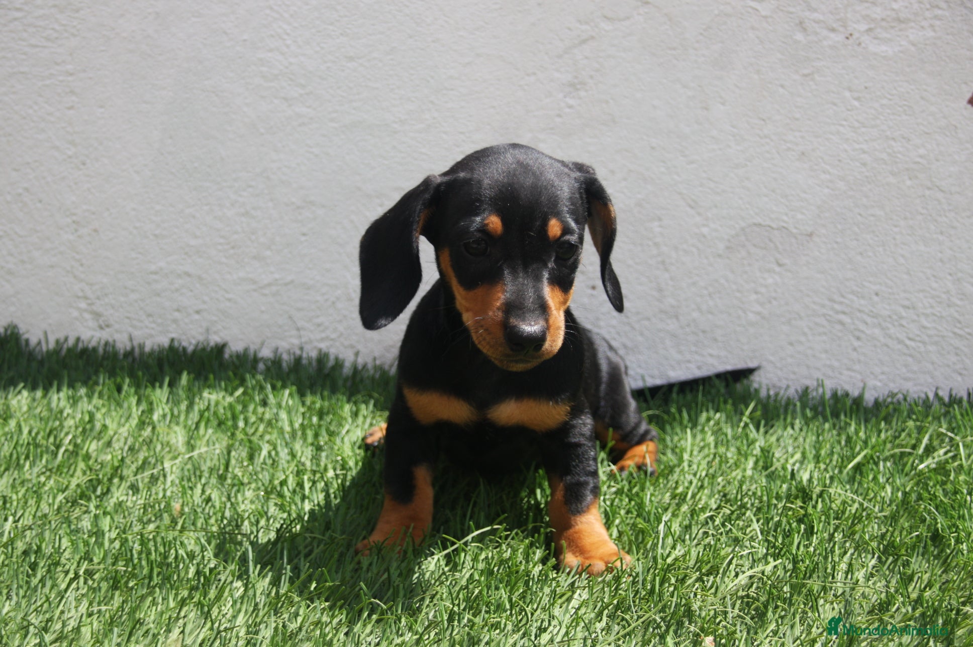 Teckel Miniatura perros Teckel Miniatura  - Anuncio 1