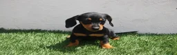 Teckel Miniatura perros en venta: Teckel Miniatura  - Anuncio 1