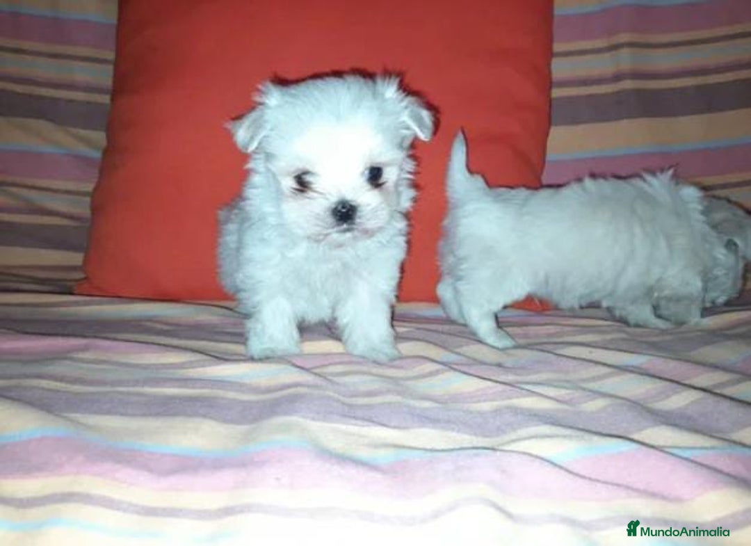 Bichón Maltés perros en venta: Bichón maltés miniatura - Anuncio 1