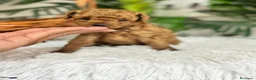 Caniche Toy perros en venta: CANICHE HEMBRA ROJA - Anuncio 4