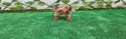 Teckel Miniatura perros en venta: TECKEL MINIATURA & KANNINCHEN ARLEQUIN - Anuncio 3
