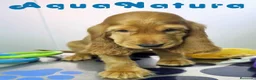 Cocker Spaniel Inglés perros en venta: Cocker Spaniel Macho - Anuncio 4