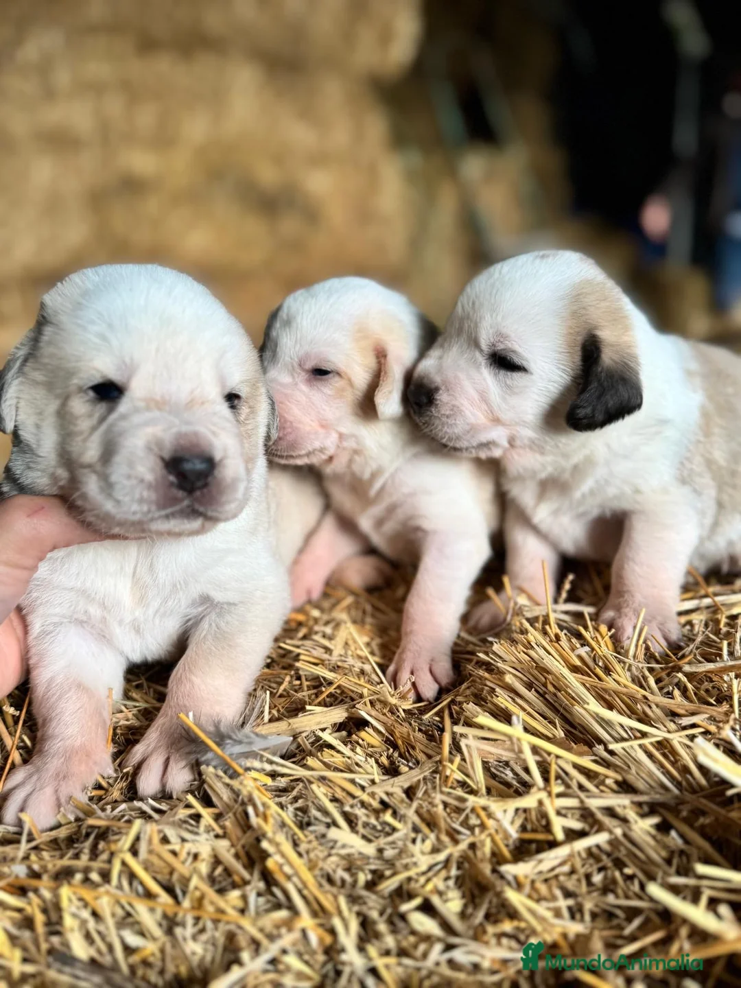 Mastín Español perros en venta: MASTIN ESPAÑOL - Anuncio 12