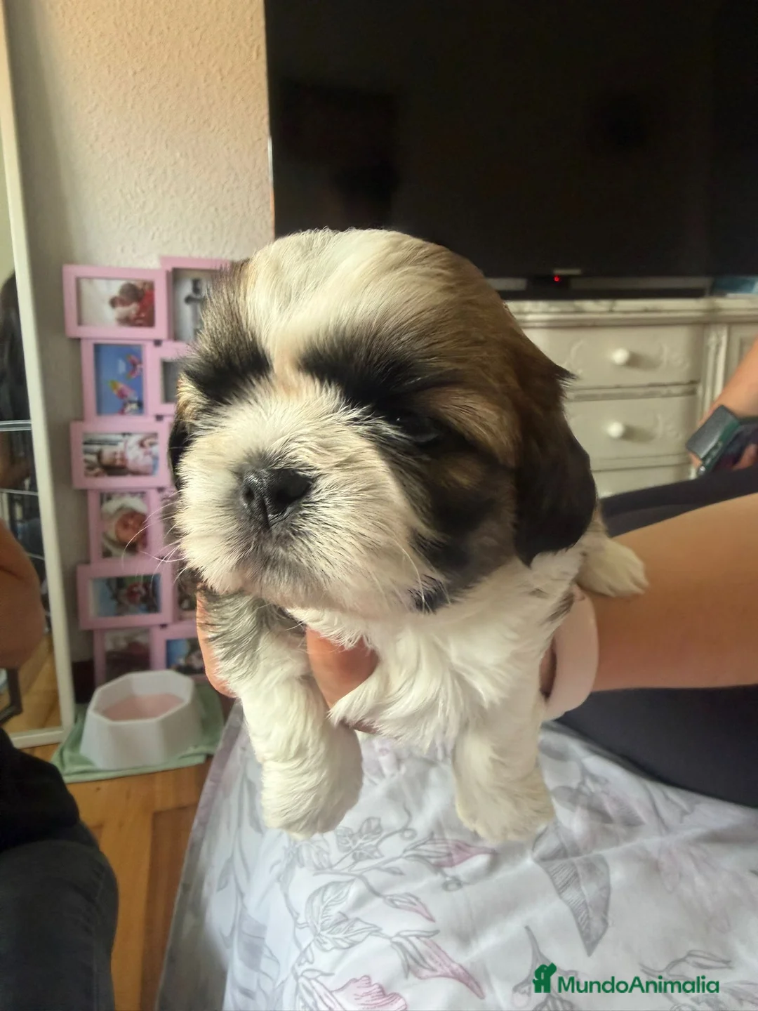 Shih Tzu perros en venta: Camada pura,, - Anuncio 2