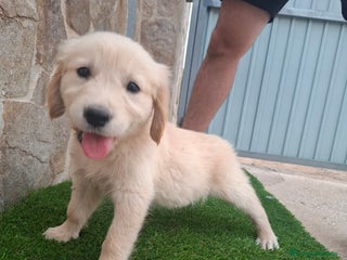 Golden Retriever perros - Anuncio 21