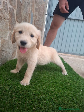Golden Retriever perros - Anuncio 1