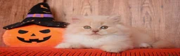 Británico de Pelo Largo gatos en venta: Wally, precioso macho British Longhair☁️🤍 - Anuncio 5