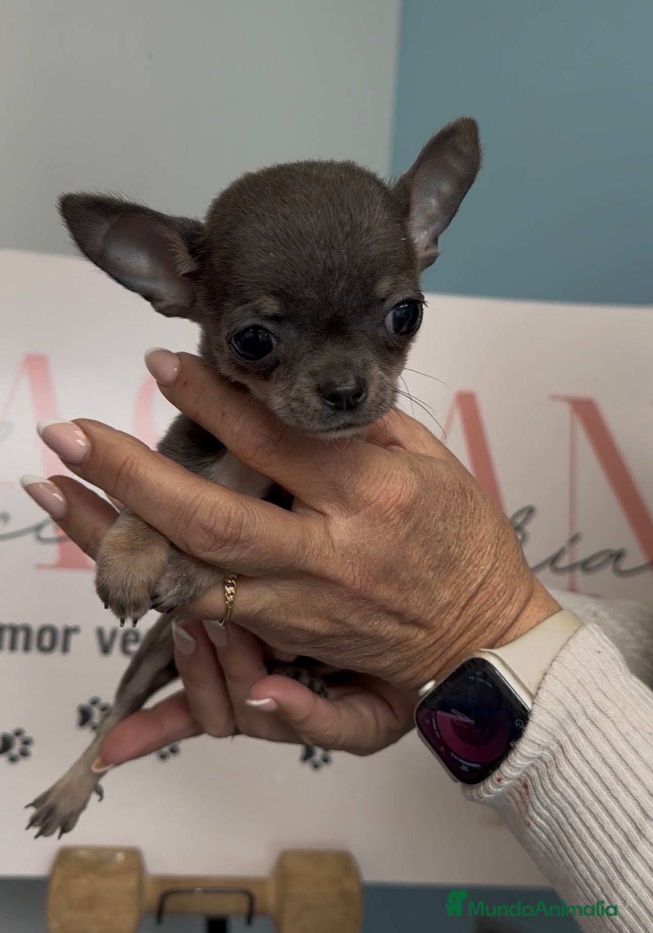 Chihuahua perros CHIHUAHUA BLUE MICRO 🐾 - Anuncio 1