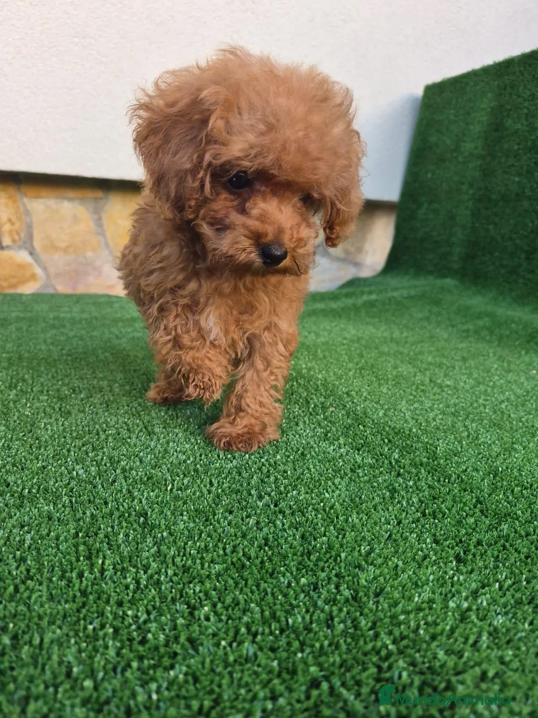 Caniche Toy perros en venta: caniche toy  - Anuncio 2
