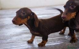 Teckel Miniatura perros en venta: 🐾 Bongo y Cacao – Teckel miniatura 🐾 - Imagen 3