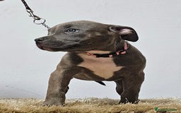 American Bully perros en venta: american Bully XL - Imagen 9