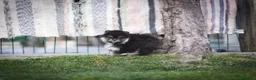 Pomsky perros en venta: Pomsky toy F3 - Anuncio 13