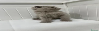 Scottish Fold 4