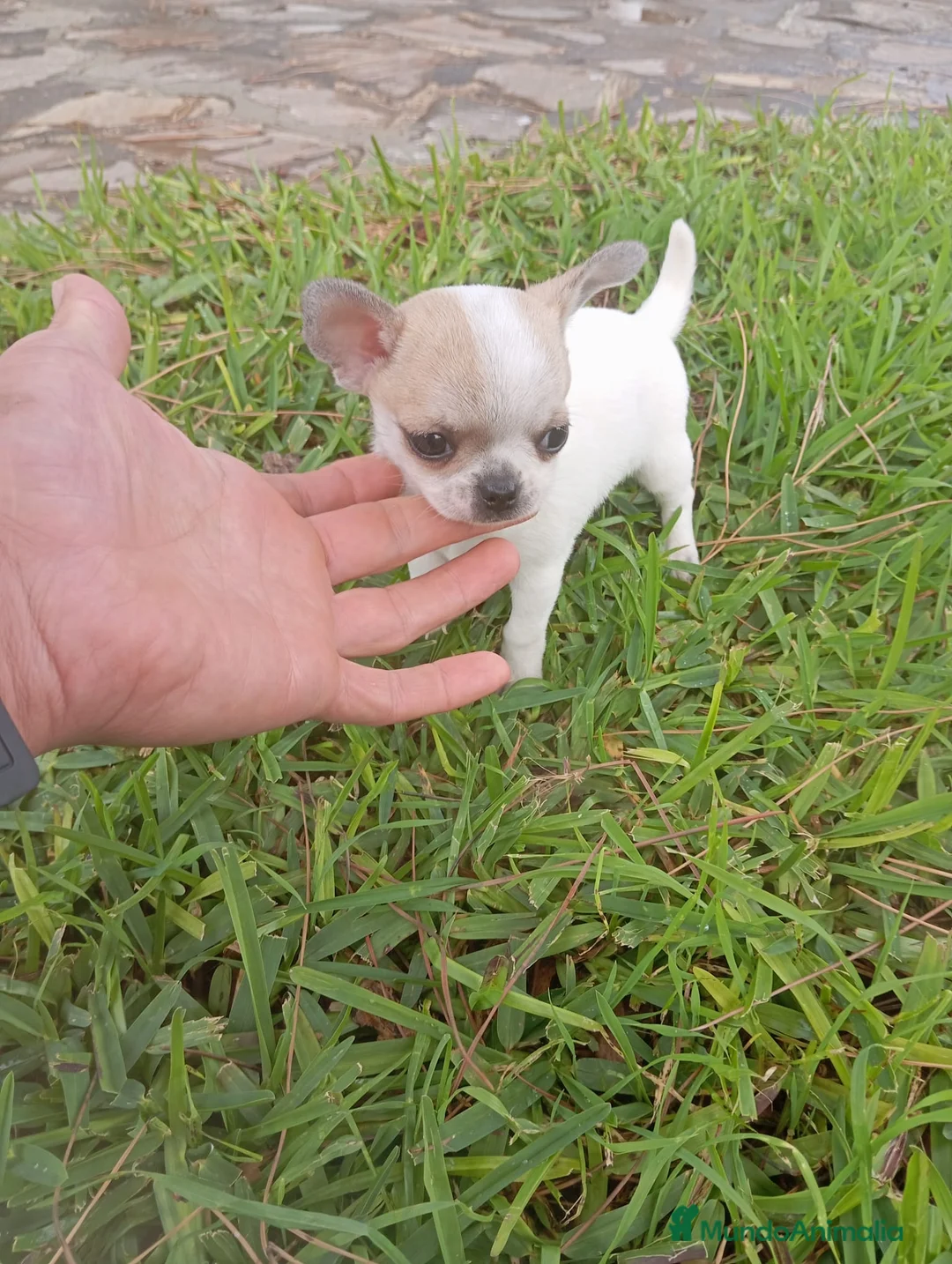 Chihuahua perros en venta: PRECIOSOS CHIHUAHUA RUSO Y ASIÁTICO   - Anuncio 1