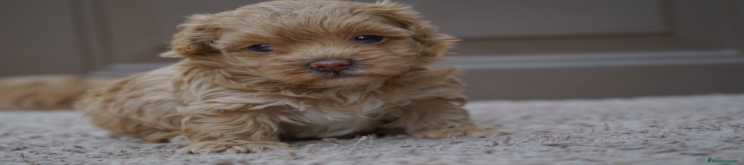 MOCHI