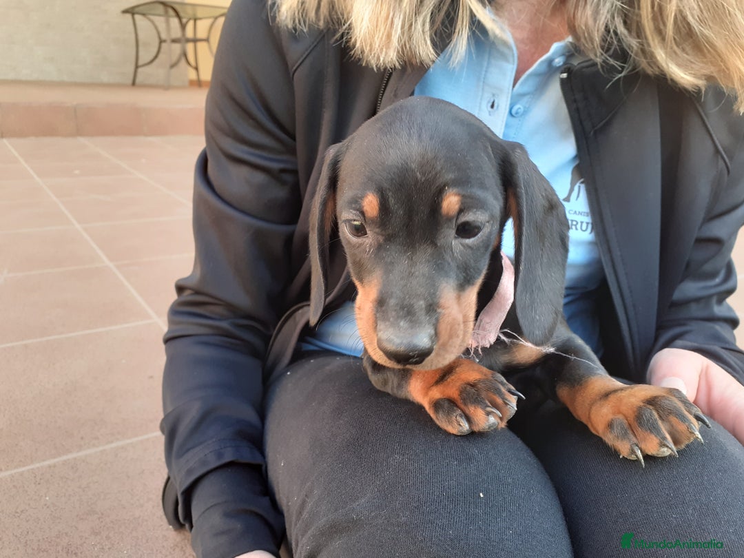 Teckel perros en venta: TECKEL negro fuego  - Imagen 5