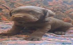 Labrador Retriever perros en venta: Labrador Retriever  - Imagen 4