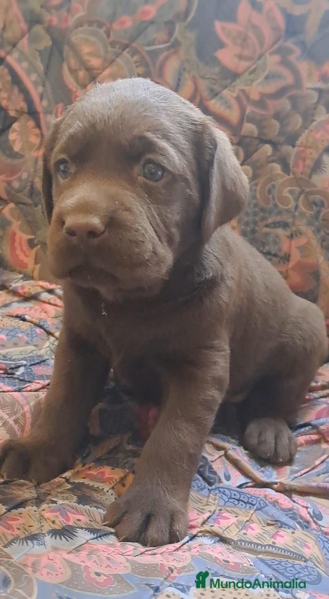 Labrador Retriever perros en venta: Labrador Retriever  - Imagen 4