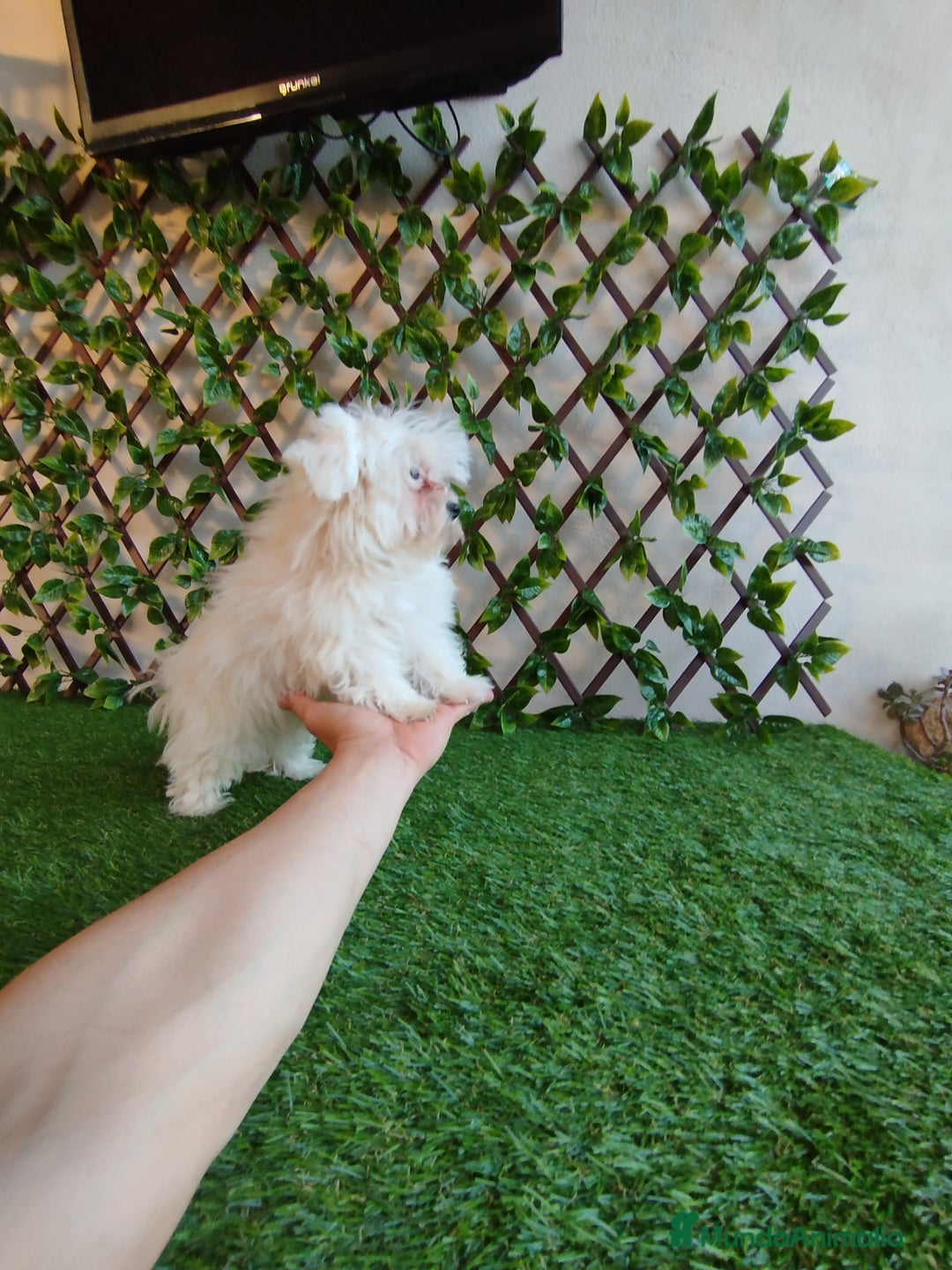 Bichón Maltés perros en venta: Bichón maltés toy  - Anuncio 5