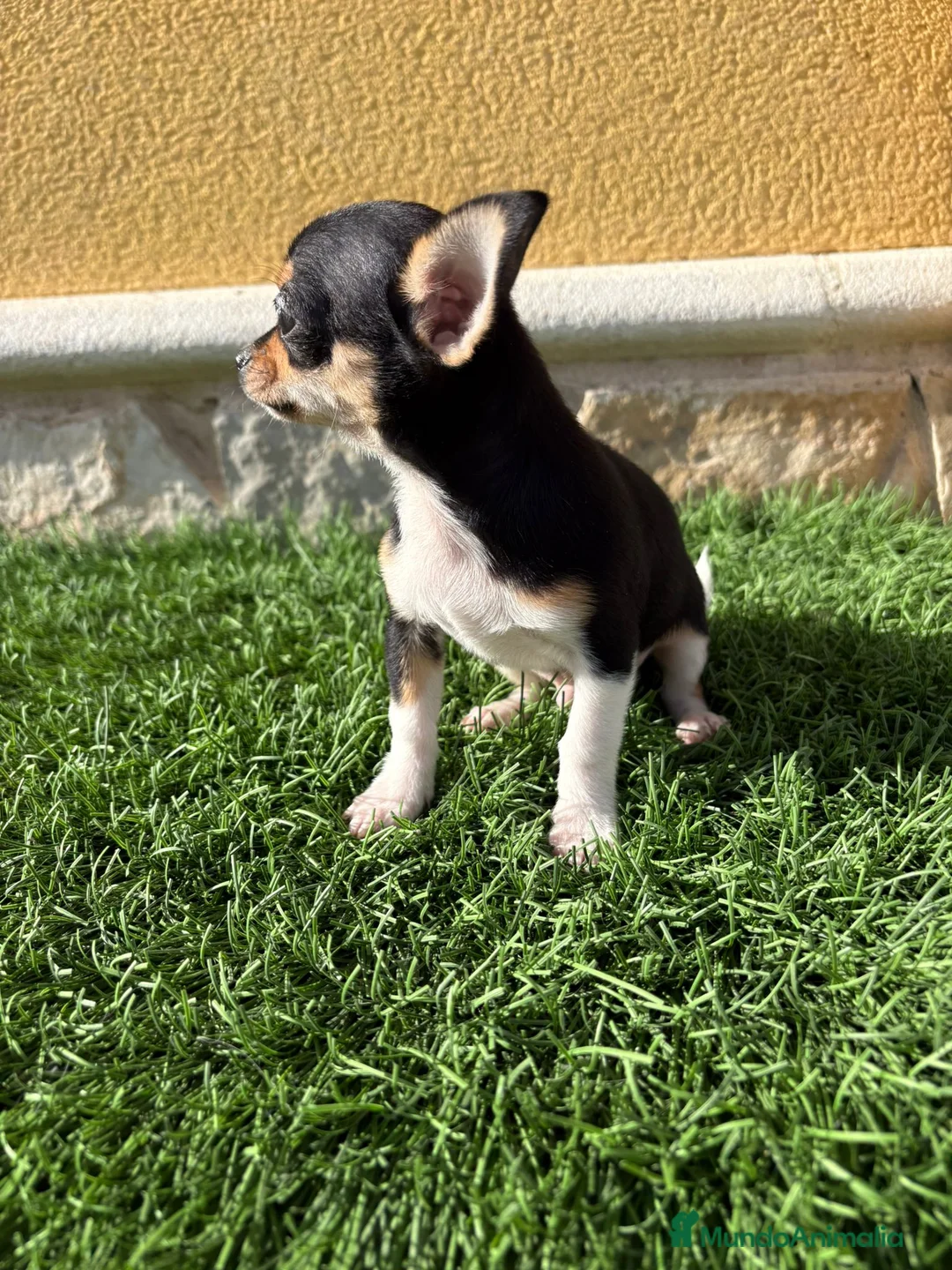 Chihuahua perros en venta: Chihuahua macho chihuahua toy tricolor  - Anuncio 3