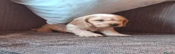 Cocker Spaniel Inglés perros en venta: Cocker Spaniel Ruano Naranja 🐶✨ - Anuncio 2