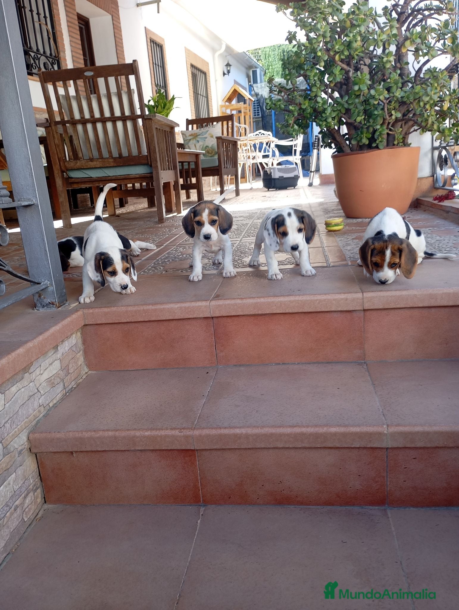 Beagle perros Beagles tricolores - Anuncio 1
