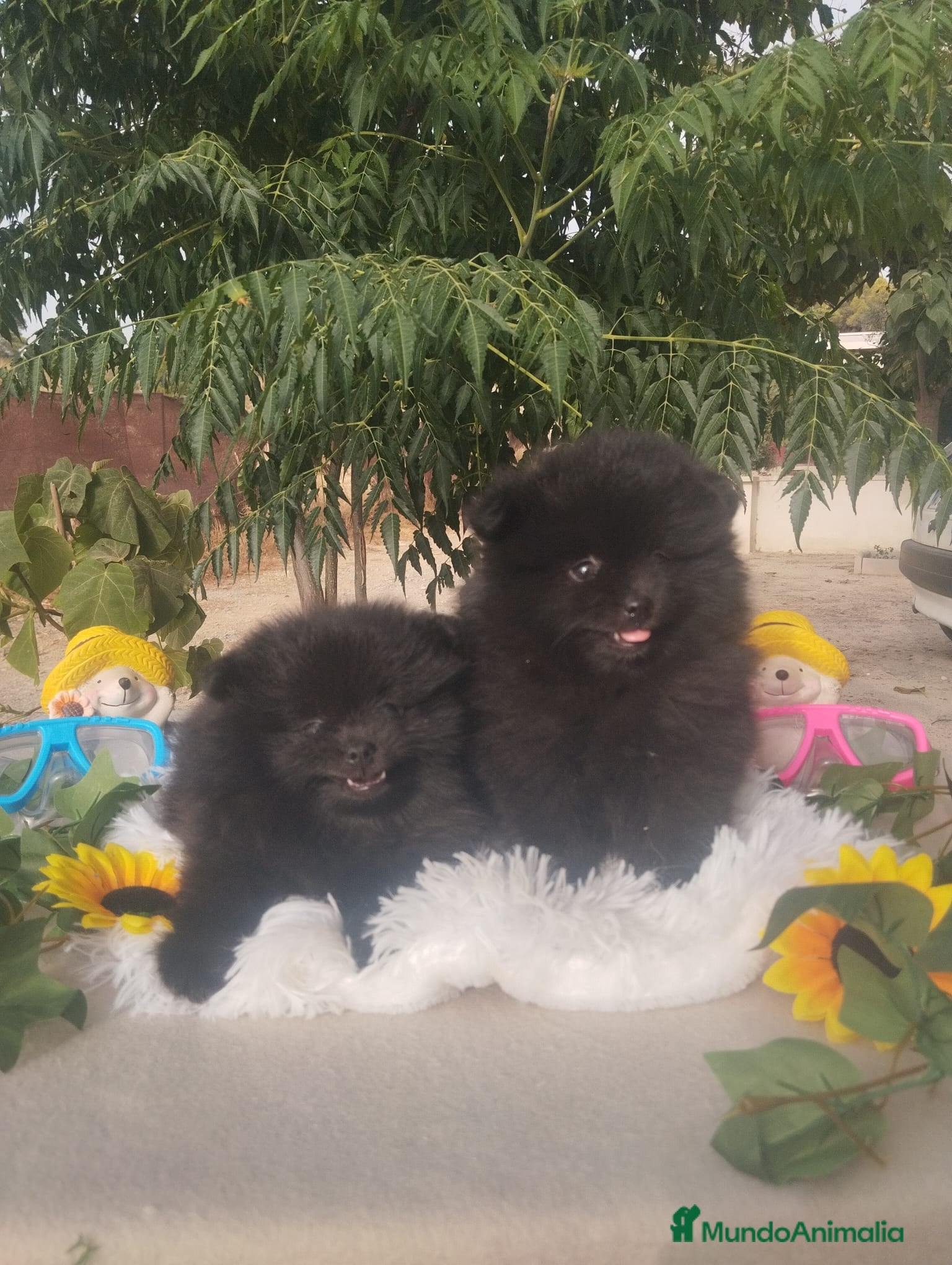 Pomerania perros Pomerania Toy - Anuncio 1