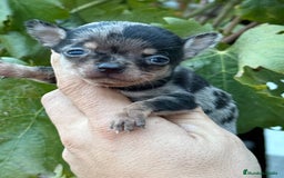 Chihuahua perros en venta: Cachorros Chihuahua toy cabeza manzana - Imagen 3