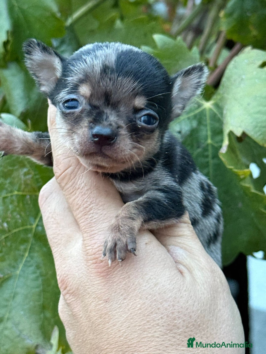 Chihuahua perros en venta: Cachorros Chihuahua toy cabeza manzana - Imagen 3