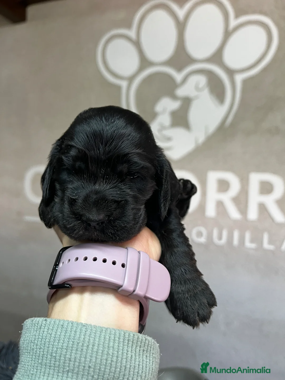 Cocker Spaniel Inglés perros en venta: Cocker negro  - Anuncio 4
