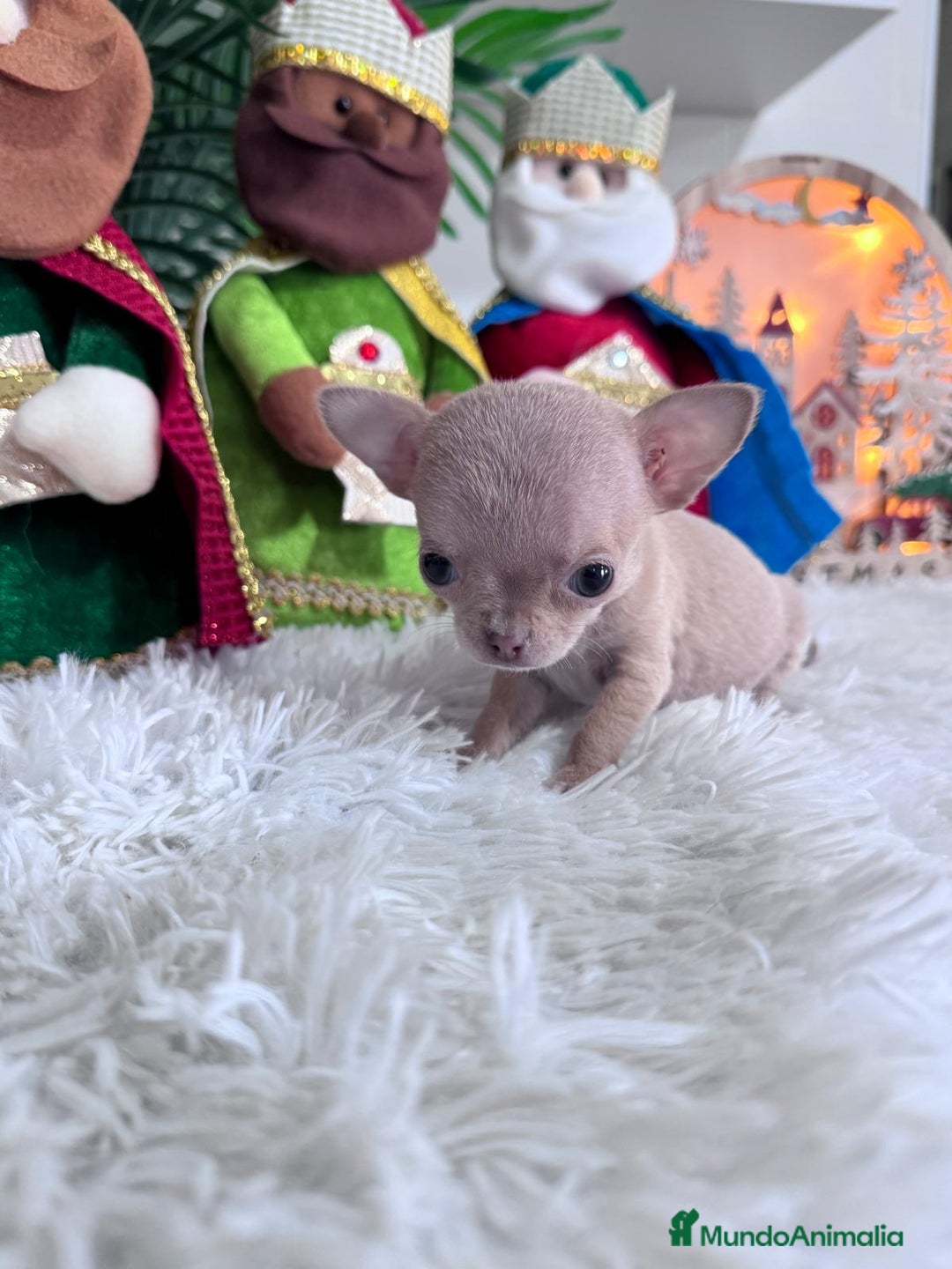 Chihuahua perros en venta: CHIHUAHUA HEMBRA - Anuncio 5