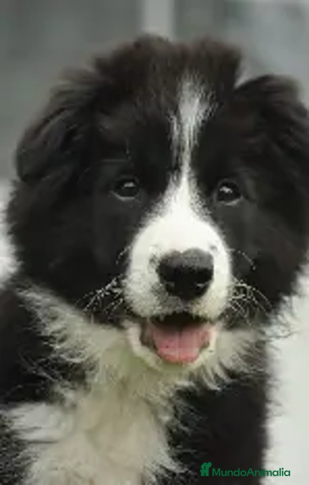 Border Collie perros en venta: BORDER COLLIE  2 MESES , TELEFONO 614545279. en Cáceres - Anuncio 1