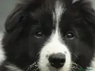 Border Collie perros BORDER COLLIE 2 MESES , TELEFONO 614545279. - Anuncio 1