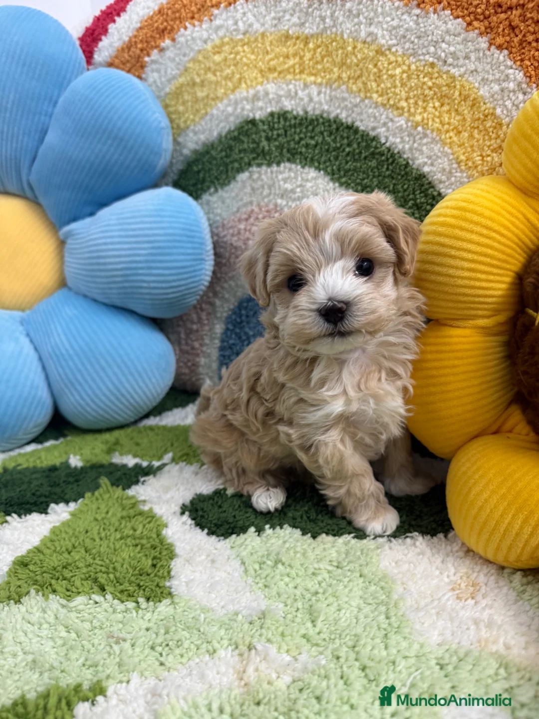 Maltipoo perros en venta: Maltipoo Mini Toy - Anuncio 5