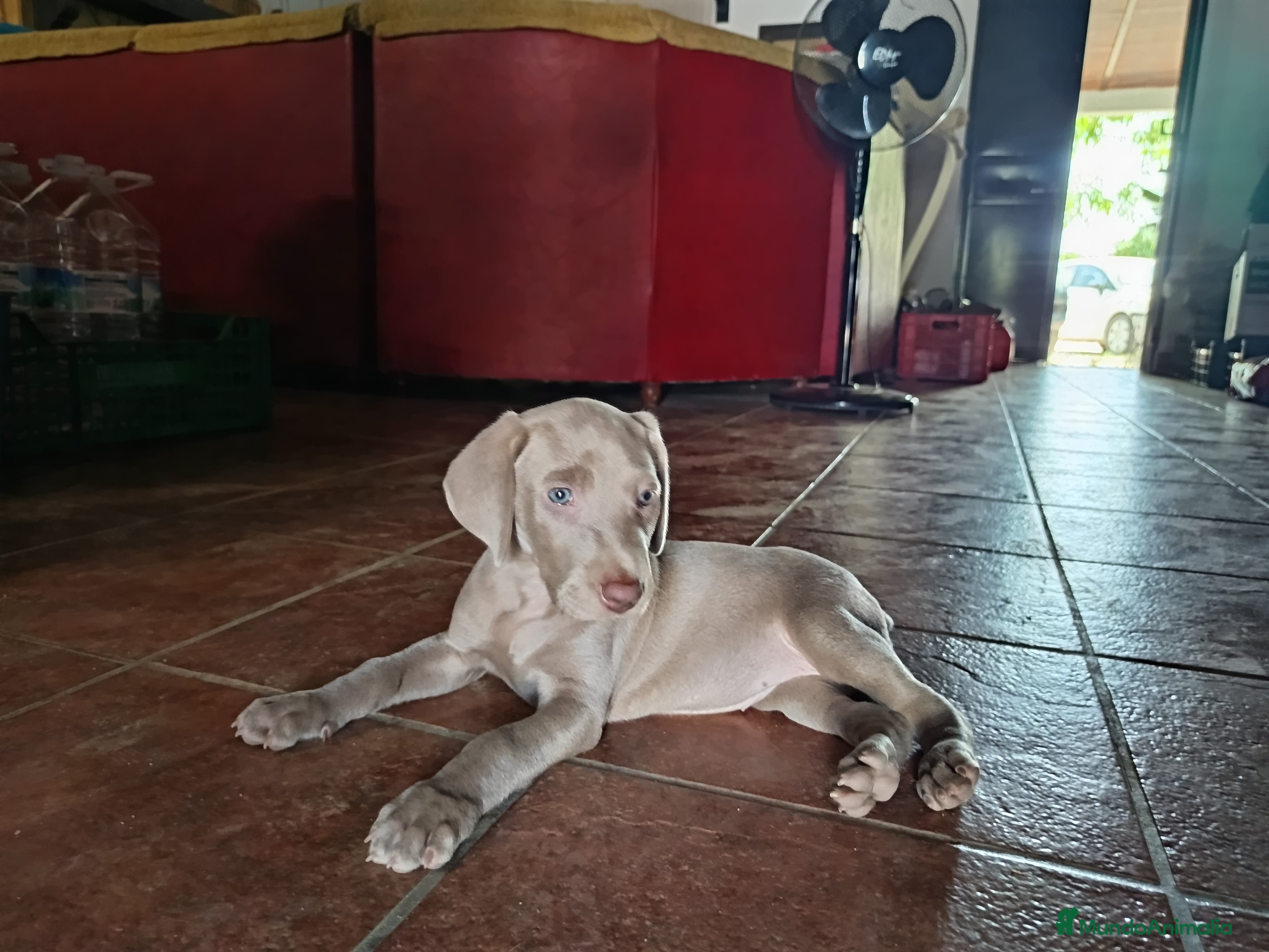 Weimaraner perros en venta: Braco de Weimar. - Anuncio 2