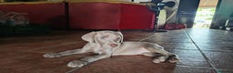 Weimaraner perros en venta: Braco de Weimar. - Anuncio 1