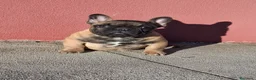 Bulldog Francés perros en venta: Cachorros Bulldog Frances - Anuncio 2
