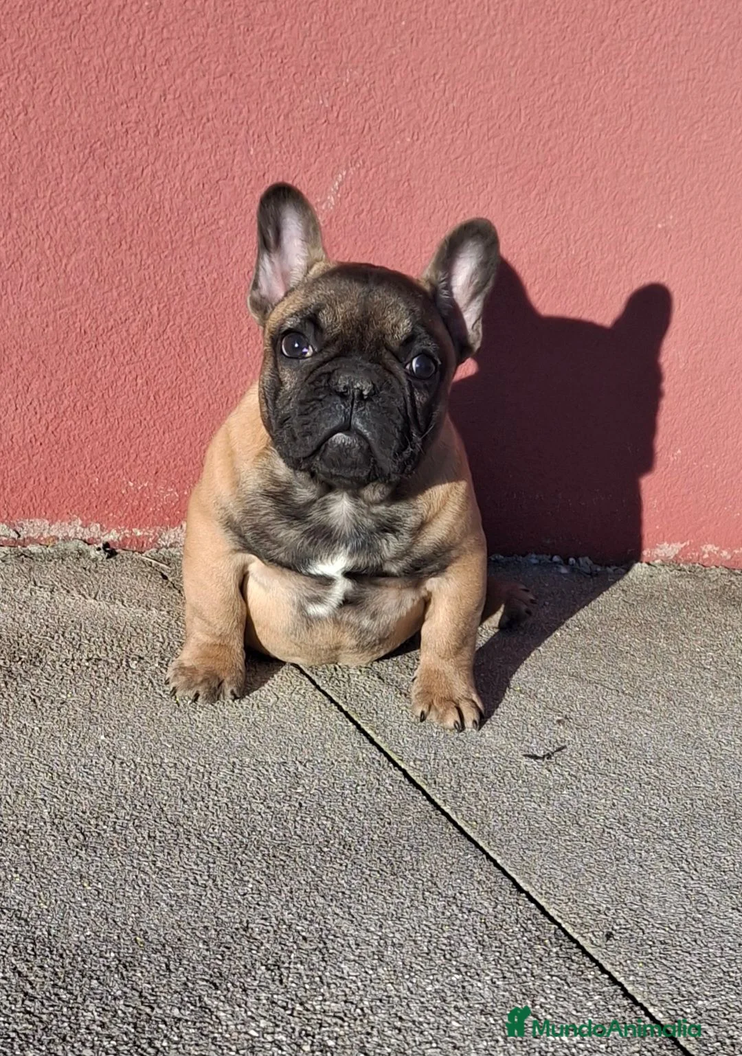 Bulldog Francés perros en venta: Cachorros Bulldog Frances - Anuncio 2