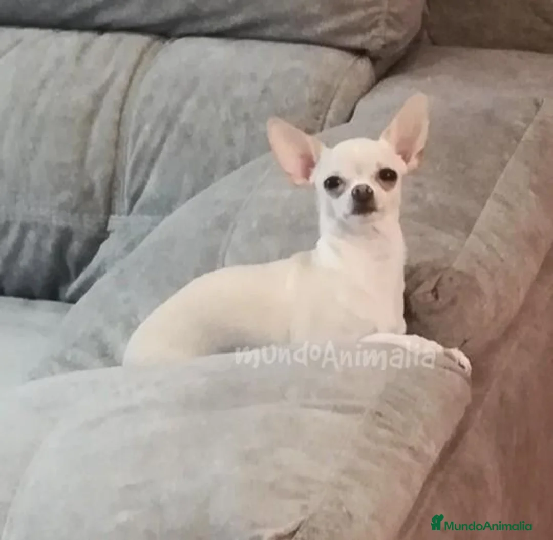 Imagen de galería {{count}}