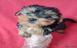 Yorkshire Terrier perros en venta: Yorkshire Mini  - Anuncio 1