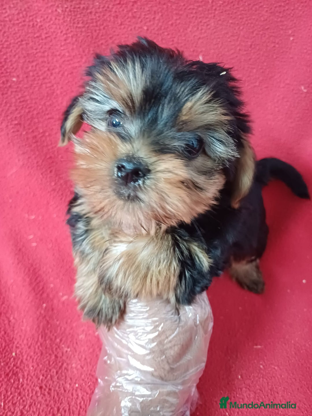 Yorkshire Terrier perros en venta: Yorkshire Mini  - Anuncio 1