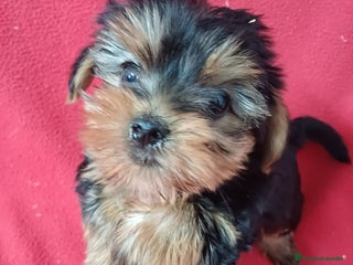 Yorkshire Terrier perros Yorkshire Mini - Anuncio 1