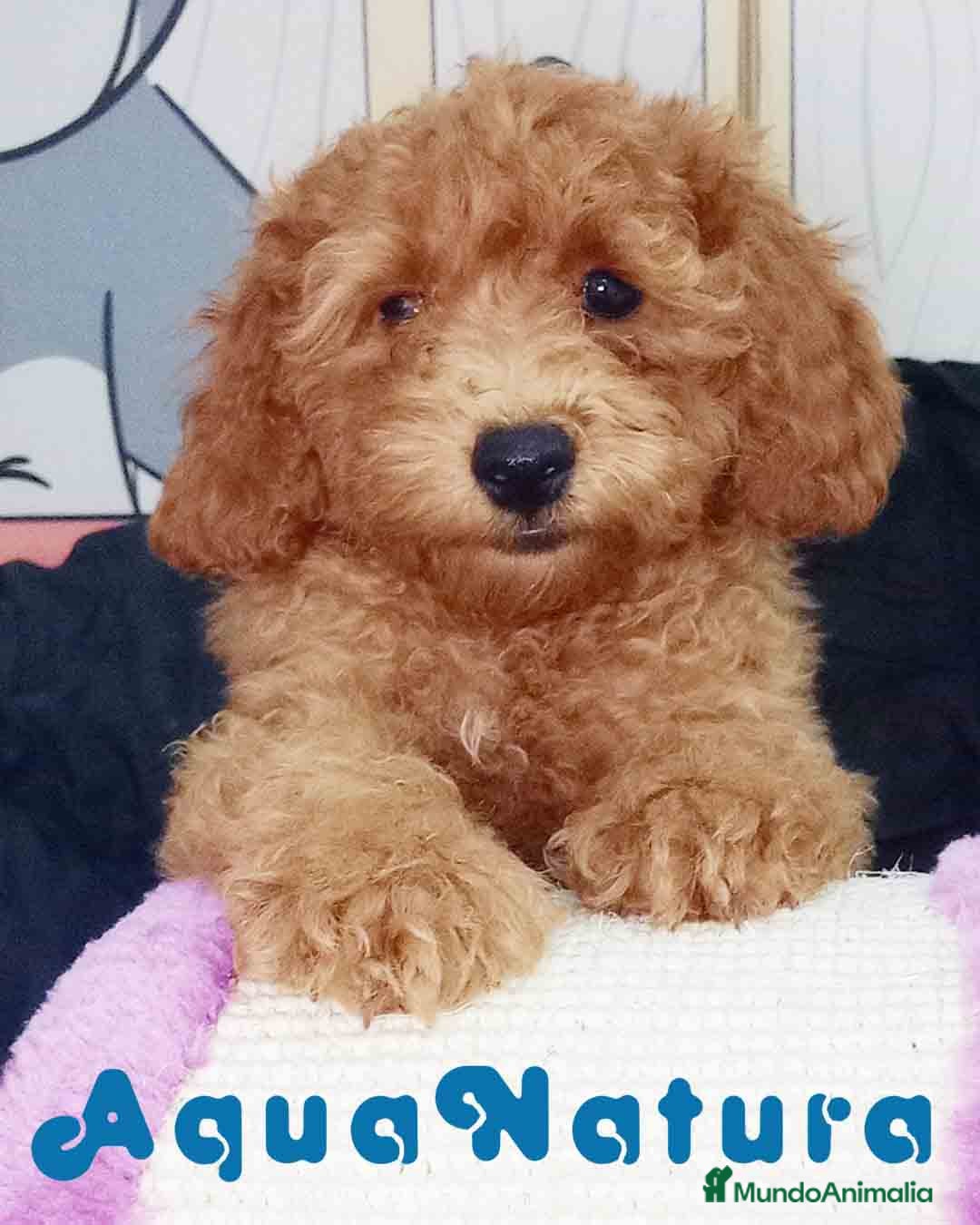 Caniche Toy perros Caniche Hembra de Camila y Can 6076 AQUANATURA en Barcelona - Anuncio 22