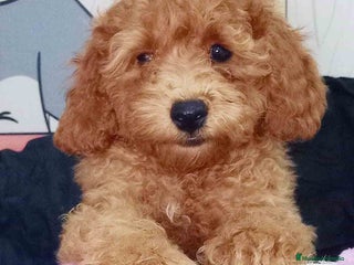 Caniche Toy perros en Barcelona - Anuncio 15