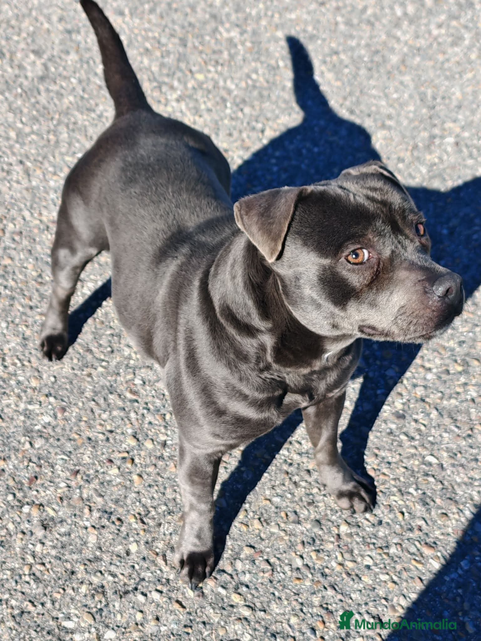 Staffordshire Bull Terrier perros Staffordshire Bull Terrier - Anuncio 2