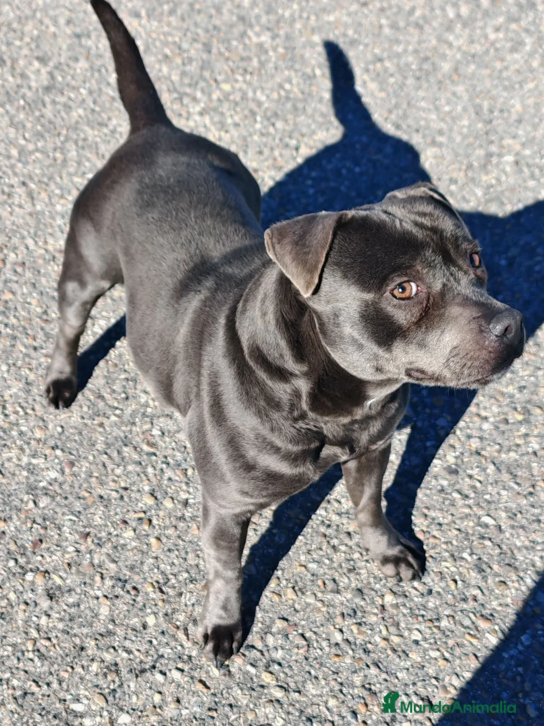 Staffordshire Bull Terrier perros en venta: Staffordshire Bull Terrier - Anuncio 2