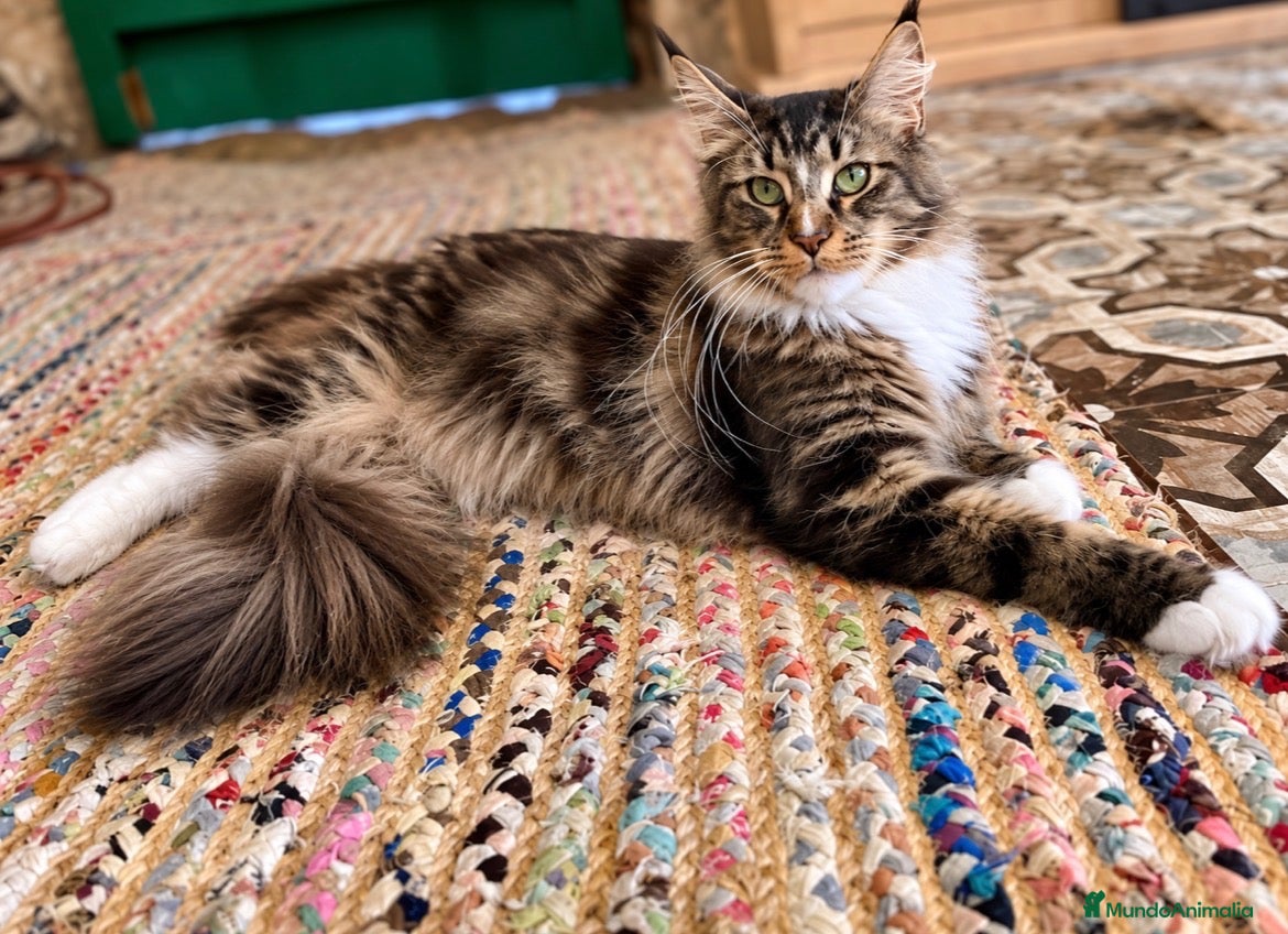 Maine Coon gatos Afijo Rey-Diez Cattery  - Anuncio 1