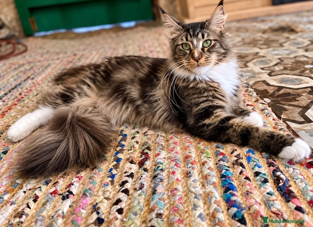 Maine Coon gatos en venta: Afijo Rey-Diez Cattery  - Anuncio 1